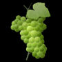 grapes.png